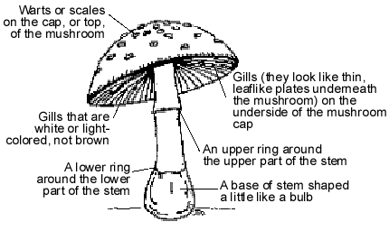 Mushroom%20Poisoning00.png